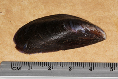Mytilus edulis