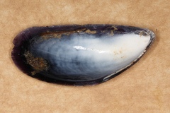 Mytilus edulis