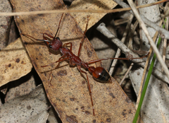 Myrmecia nigriscapa
