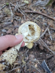 Gemmatae