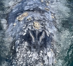 Cryptolepas rhachianecti