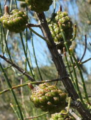 Allocasuarina muelleriana