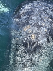 Cryptolepas rhachianecti