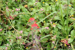 Castilleja arvensis arvensis