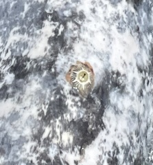 Cryptolepas rhachianecti