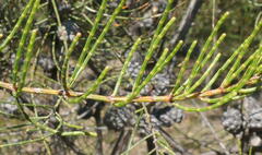 Allocasuarina muelleriana