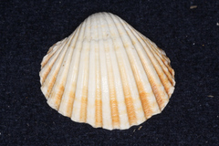 Acanthocardia tuberculata