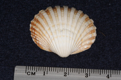 Acanthocardia tuberculata