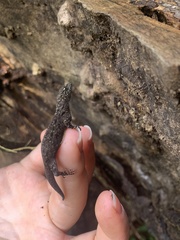 Gonatodes albogularis