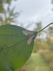 Stigmella rhamnicola