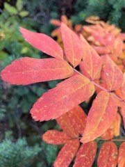 Sorbus sitchensis