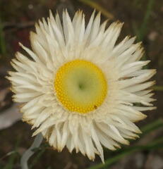 Chrysocephalum baxteri