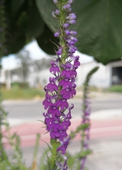 Lobelia fenestralis