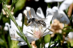Halictus tripartitus