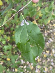 Stigmella rhamnicola