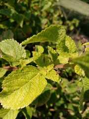 Teleonemia scrupulosa