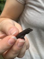 Gonatodes albogularis