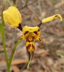 Diuris leopardina