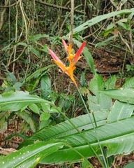 Heliconia psittacorum