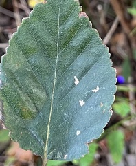 Coleophora