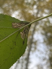 Stigmella rhamnicola