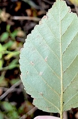 Coleophora