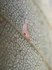 Coleophora