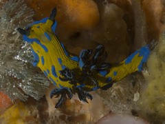 Tambja verconis
