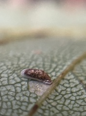 Coleophora
