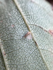Coleophora