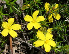 Hibbertia exutiacies