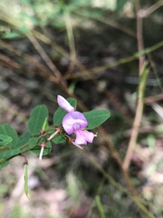 Indigofera australis