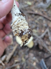 Gemmatae