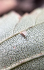 Coleophora