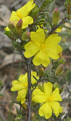 Hibbertia riparia