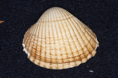 Cardiidae