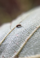 Coleophora