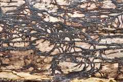 Lichinaceae