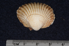 Cardiidae