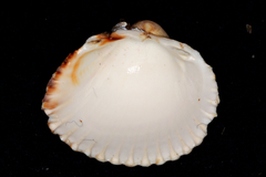 Cardiidae