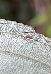 Coleophora