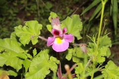 Proboscidea fragrans