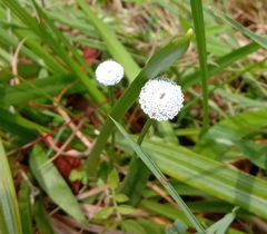 Eriocaulaceae