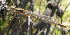 Austrolestes annulosus