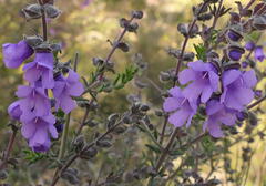 Prostanthera hirtula