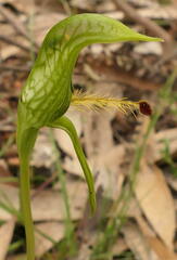 Pterostylis plumosa