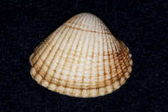 Cerastoderma edule