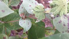 Pycnanthemum muticum
