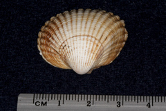 Cerastoderma edule