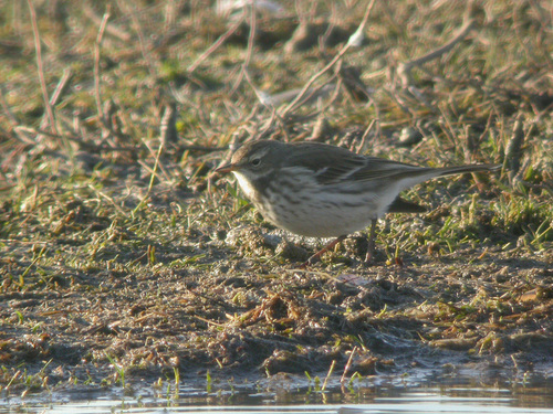 Water Pipit